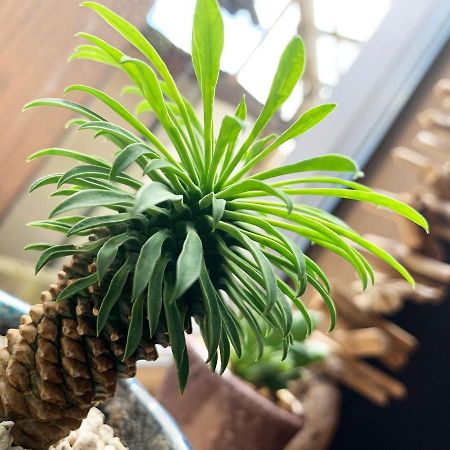Cactus Inn Miyazaki Eksteriør bilde